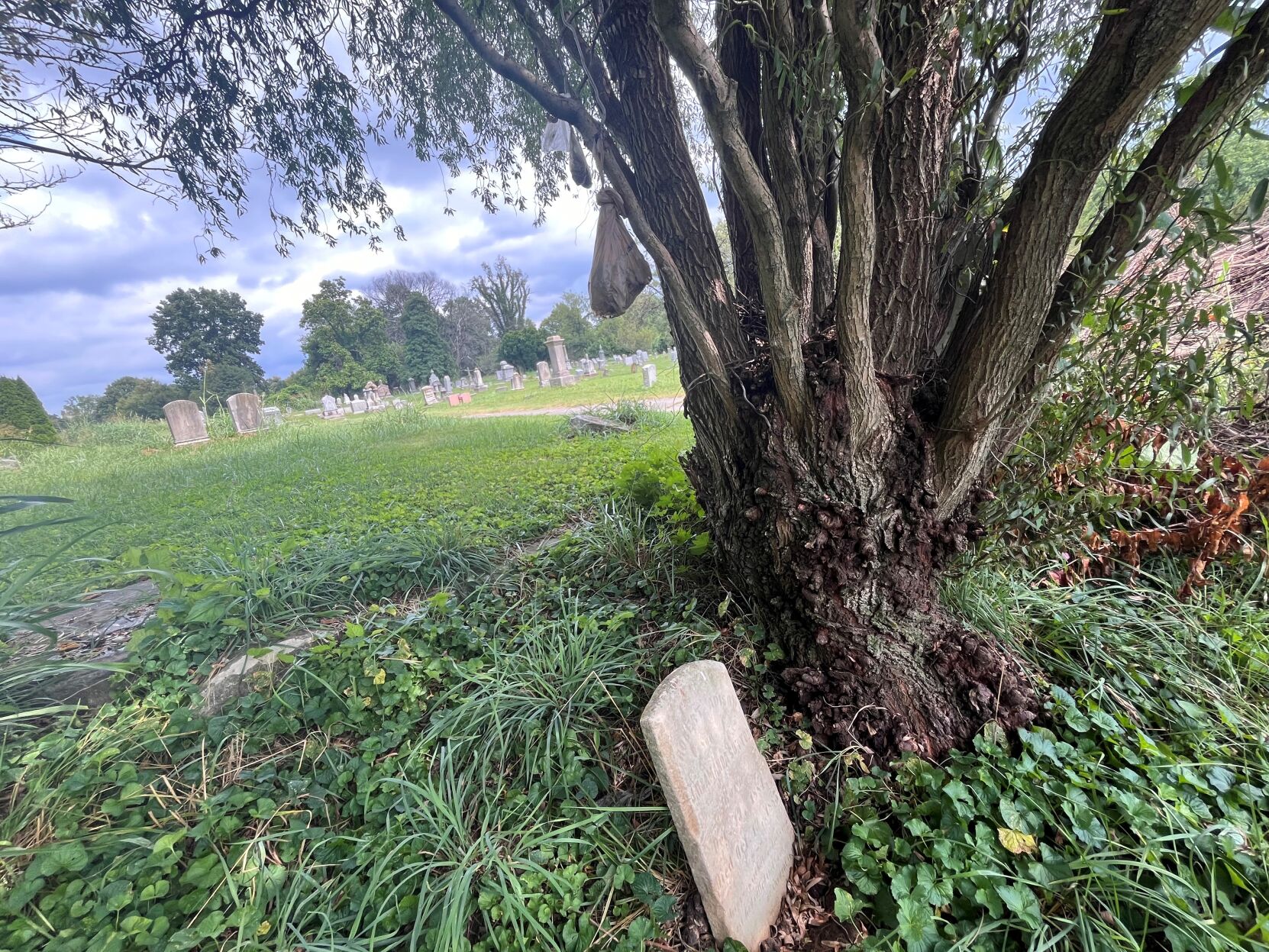 Bags with feces at Eastern Cemetery.jpg